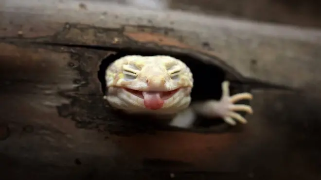 This photograph of a waving gecko is what Mr Roem describes as his favourite shot