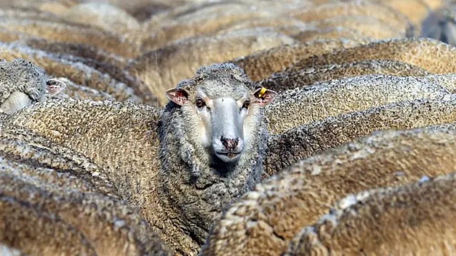 ఆస్ట్రేలియా కరవు