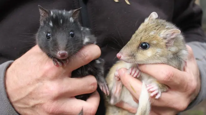 A file photo shows juvenile eastern quolls in Tasmania