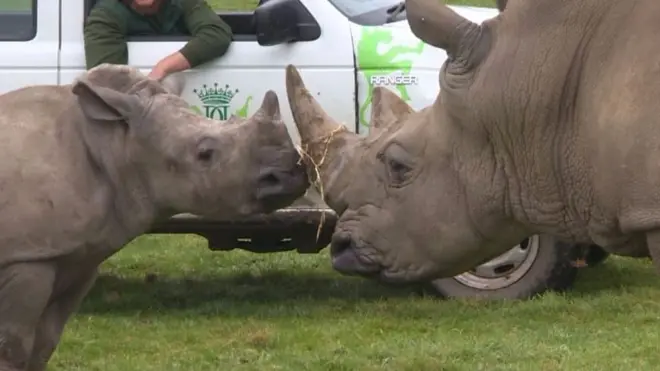 وحيد القرن الأبيض