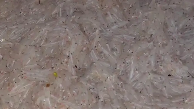 చీరమీను కథనం