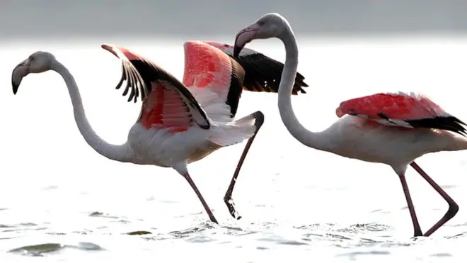 పక్షులు