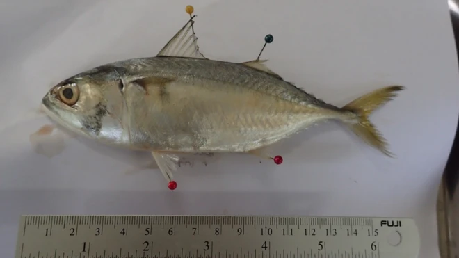 ปลาทูที่ถูกนำมาเป็นตัวอย่างนั้นได้มาจากจับปลาของเรืออวนขนาดเล็ก ในพื้นที่หาดเจ้าไหม จ.ตรัง