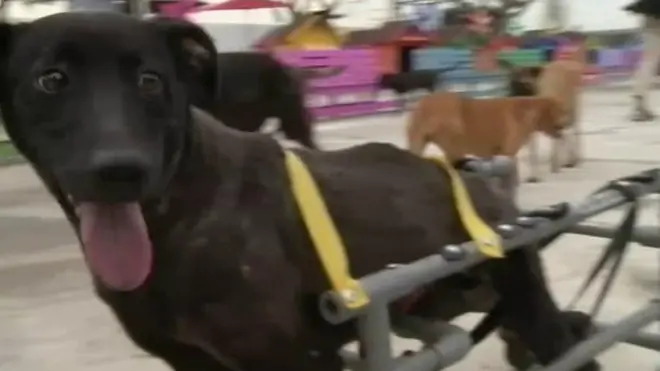 สุนัขพิการใช้รถเข็น