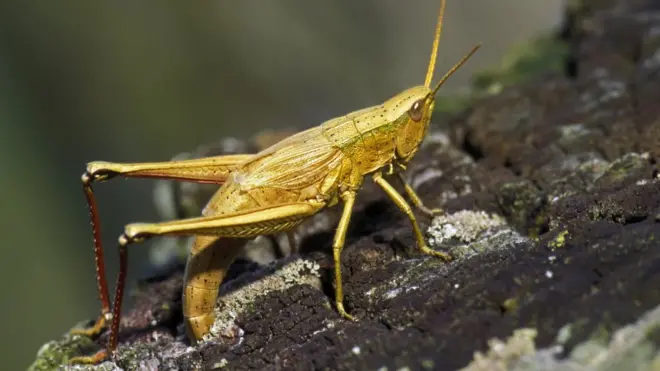 ملخان د پروتینو یوه ښه سرچینه بلل کېږي