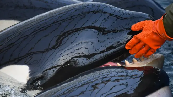 косатки в китовой тюрьме