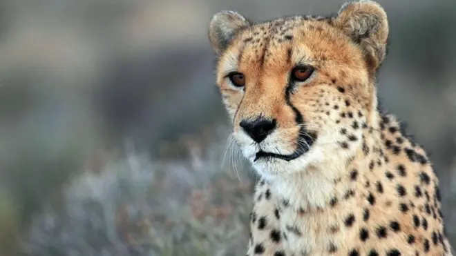 Cheetahs are trafficked from the Horn of Africa to the Gulf states