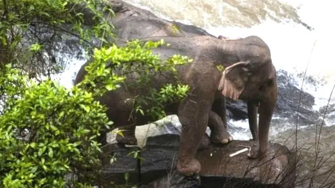 थायलंड, हत्ती दुर्घटना