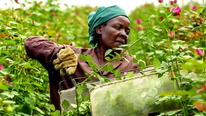 Kenya has prime conditions for flower growing flowers