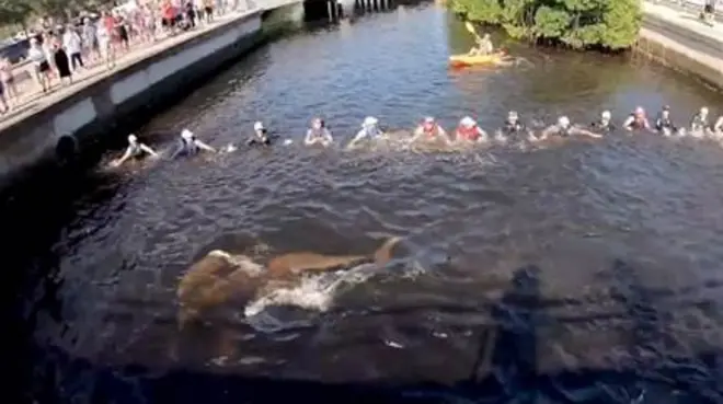 سلسلة بشرية تنقذ دلافين عالقة