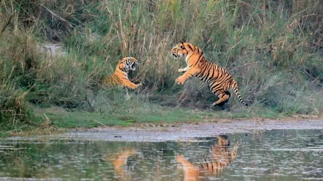 संरक्षित क्षेत्रमा बाघहरू।