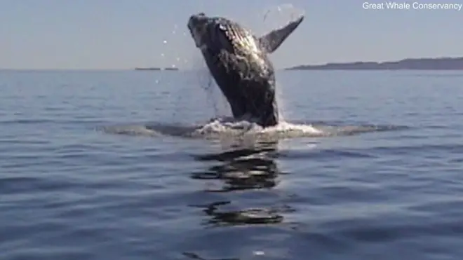 Горбатый кит