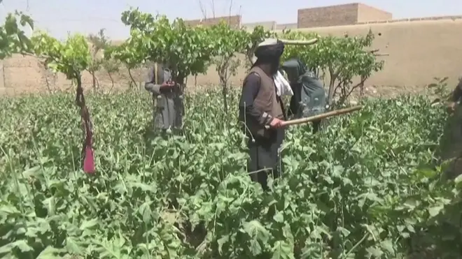 افغانستان کوکنار