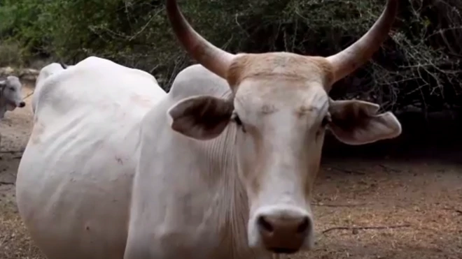 "بقرتي جميلة" في كينيا