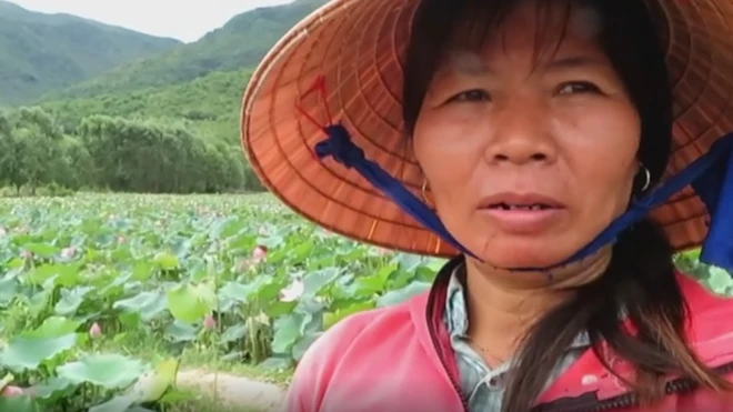 Bà Võ Thị Hải, nông dân trồng sen