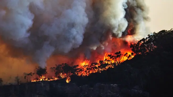 మంటల్లో అడవి