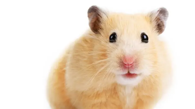 Životni vek hrčka je kraći od Bregzita