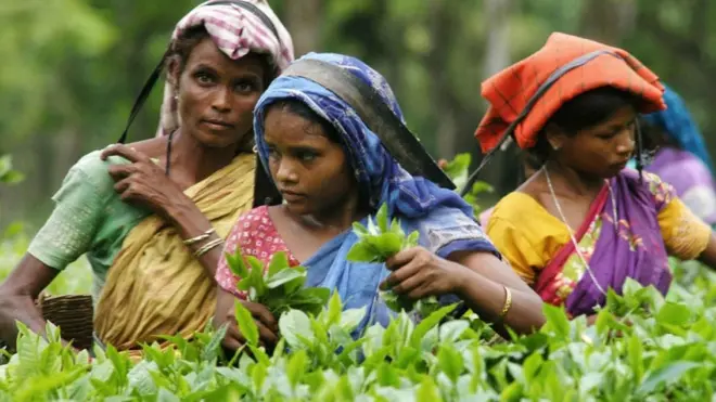 असम चाय बागान