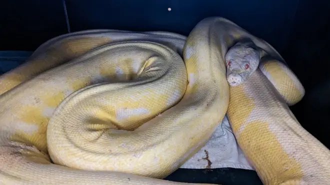 Snow, a 16-foot python, was stolen from a tote bag after someone broke into her owner's car