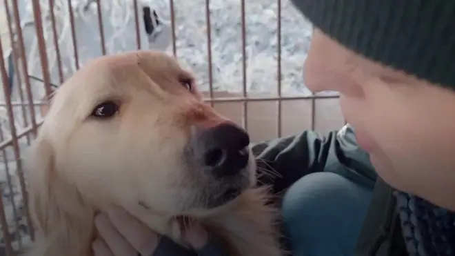 สุนัขพันธุ์โกลเด้นรีทรีฟเวอร์