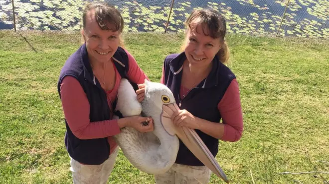 Irmãs fundaram um refúgio para aves marinhas