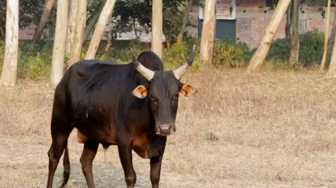 आवारा पशु