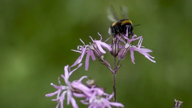 default channel/network image