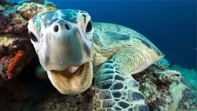 بلیو پلینٹ2