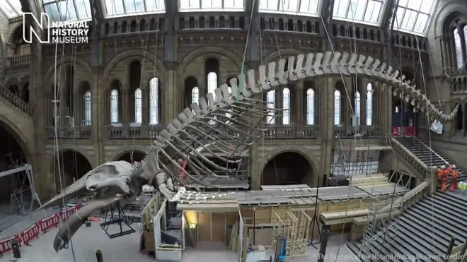 скелет синього кита