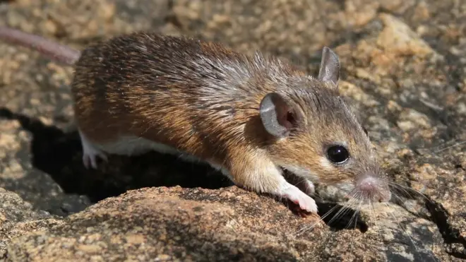 سپائنی ماؤس