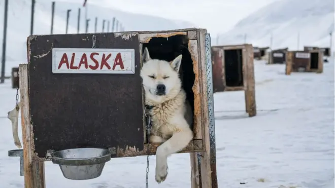 Арктика нагревается в четыре раза быстрее, чем планета в целом. Пес Аляска в своей будке на Шпицбергене