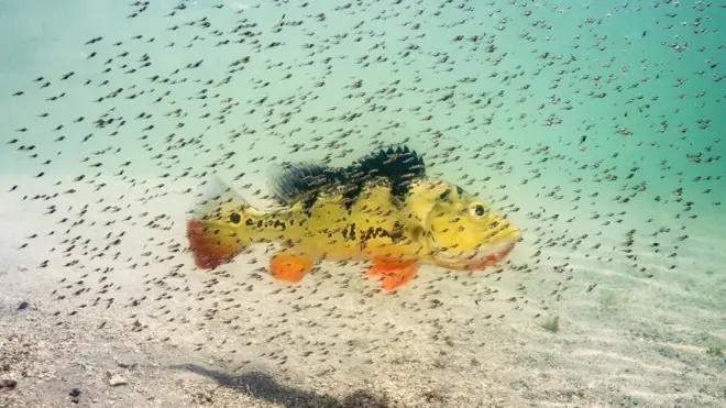 Pavón o róbalo pavoreal rodeado de peces
