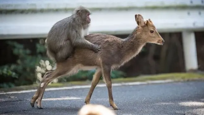 मकाऊ बंदर और हिरन