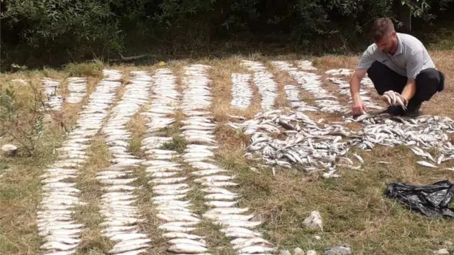 Kolubarski ribočuvari vikend su proveli vadeći mrtvu ribu iz reke