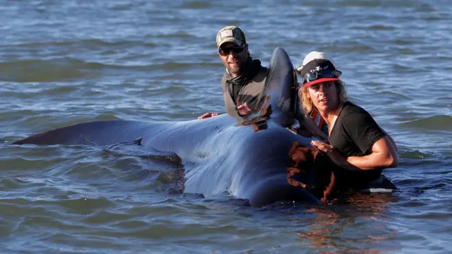 волонтеры и кит