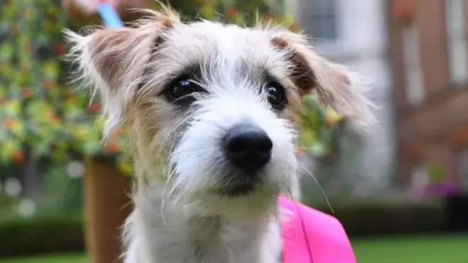 Dilyn the Downing Street dog