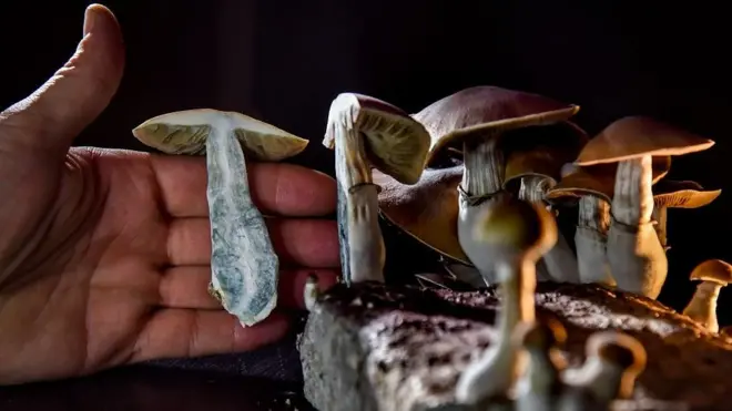 Magic Mushroom
