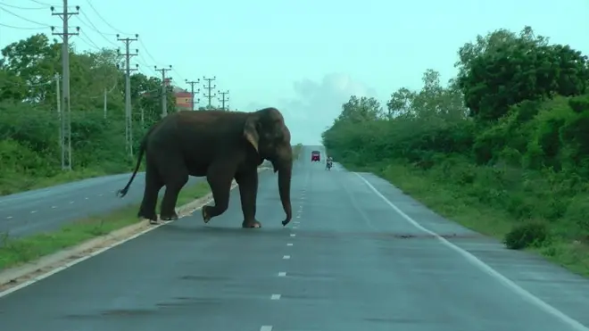 අලි මංකඩ යළි අලින්ට