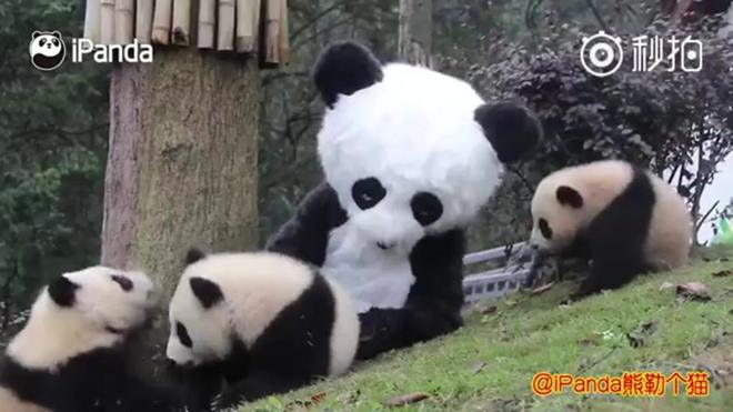 Tratador fantasiado com bebês pandas