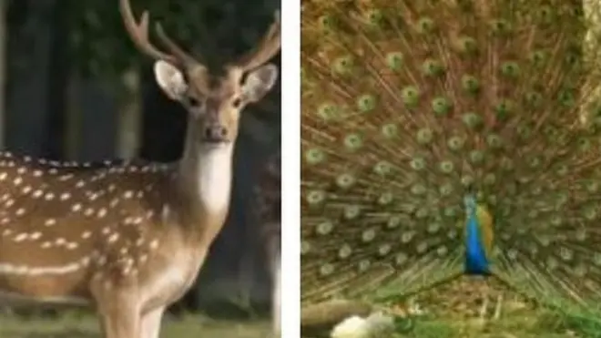 বাংলাদেশেই বৈধভাবে কিছু কিছু বন্যপ্রাণী পালন করার সুযোগ রয়েছে।