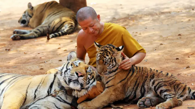 තායිලන්තයේ කොටි පන්සල