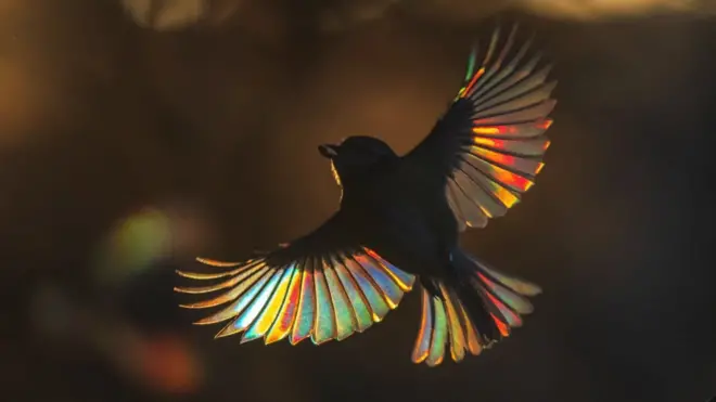 Slika plave senice sa svetlošću koja se prolama kroz krila snimljena je u bašti fotografa