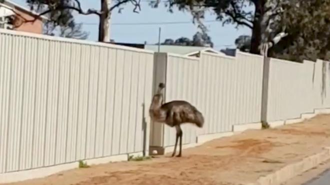 One of the thirsty emus that flock to Australian outback mining town is seen as drought deepens, Broken Hill, New South Wales, Australia on 16 August 2018