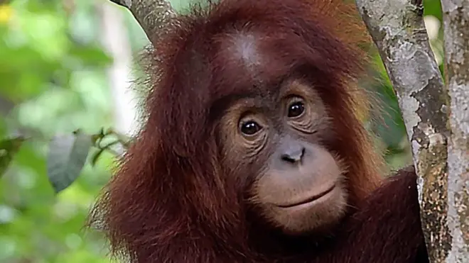 орангутанг