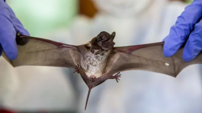 Bats can harbour viruses