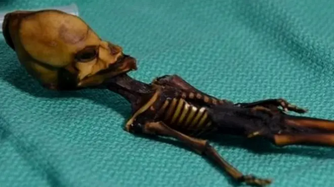 6 इंच का नरकंकाल