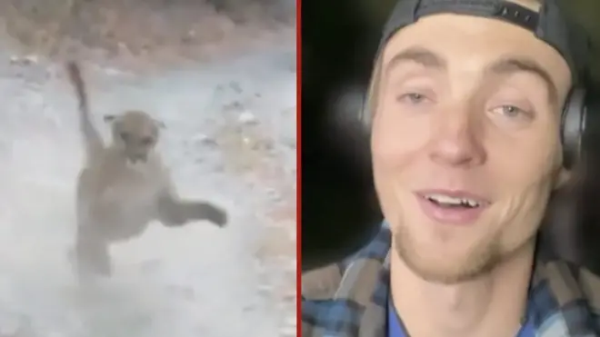 Puma u desnom uglu, u levom momak koga je napala