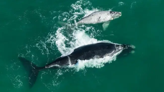 كيف يمكن أن نقنع الحيتان بالتزاوج لحمايتها من خطر الإنقراض؟