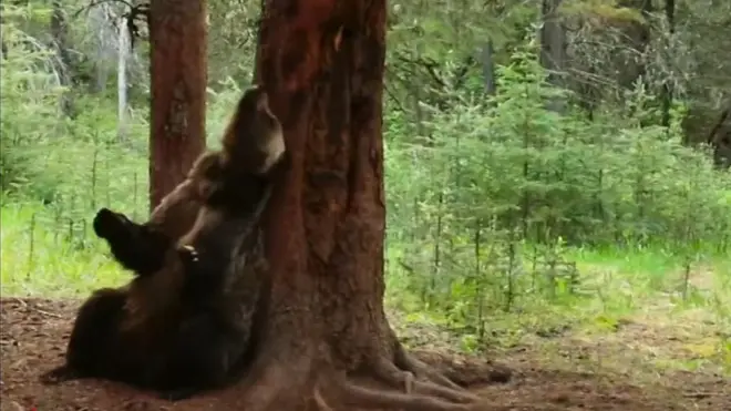 熊跳“脱冬装舞”