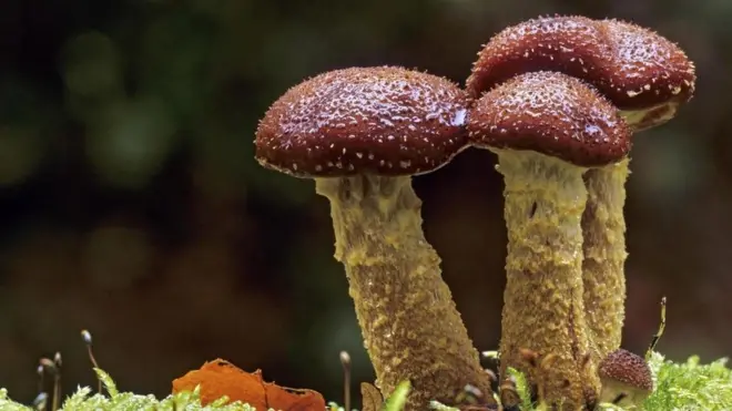 कई जगंलों को निगलने वाला 'महादैत्य' मशरूम